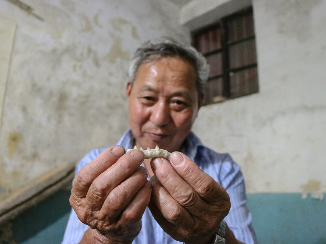 KAILU farmers like Uncle Yongfu coddle their cán bao bao — “silk babies” in Mandarin — hand-feeding them organic mulberry leaves grown in their own backyards.