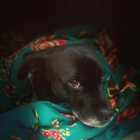 Bee Bee, the pitbull chihauhau terrier mix snuggles up in the Open Road Portable Throw by KAILU